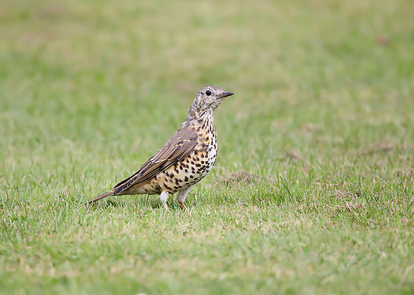 Mistle Thrush