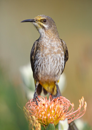 Cape Sugarbird