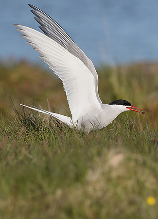 Arctic Tern