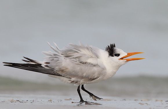 Royal Tern