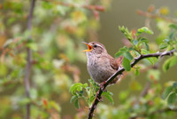 Wren