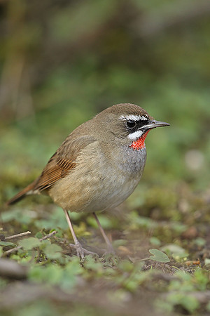 Siberian Rubythroat