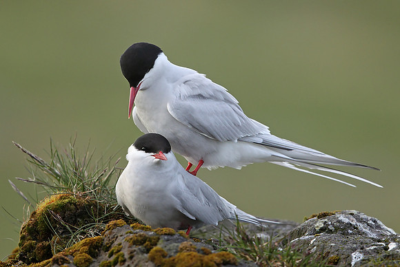 Arctic Tern