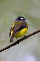 Ornate Flycatcher