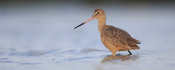 Marbled Godwit
