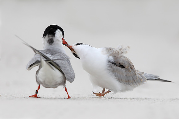 Common Tern