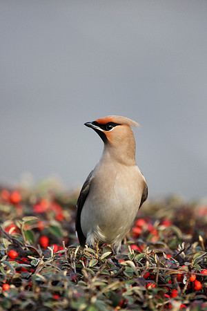 Waxwing
