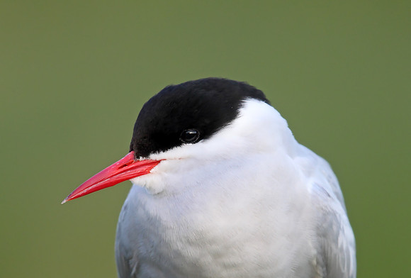 Arctic Tern