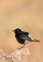 White-crowned Black Wheatear