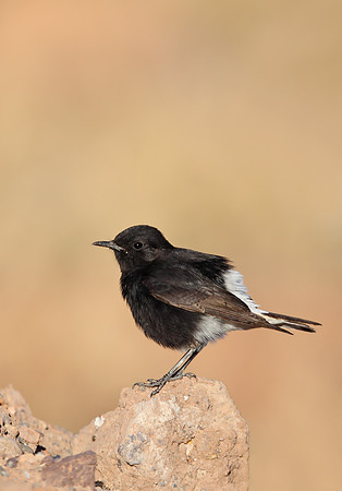 White-crowned Black Wheatear