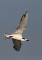 White-cheeked Tern