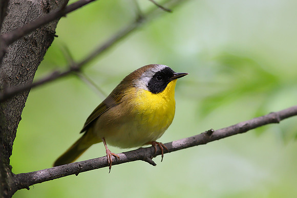 Common Yellowthroat