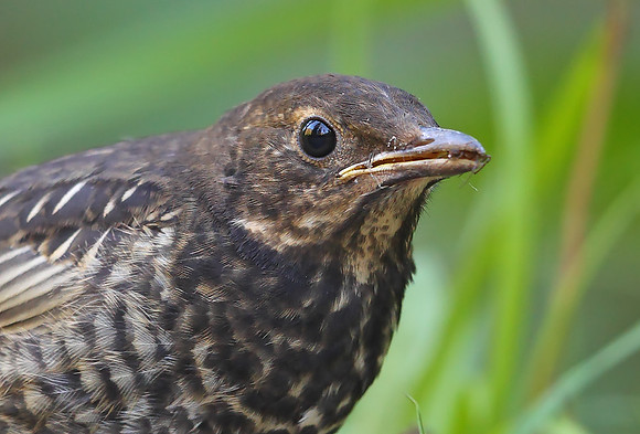 Ring Ouzel