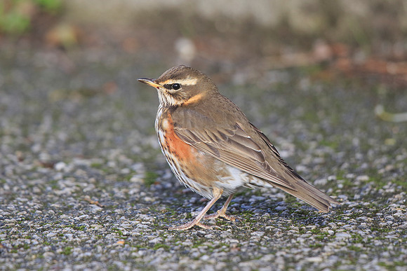 Redwing