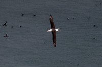Black-browed albatross