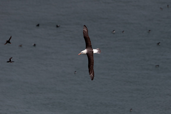 Black-browed albatross