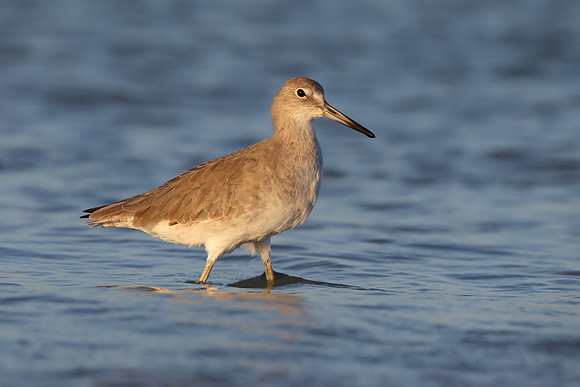 Willet