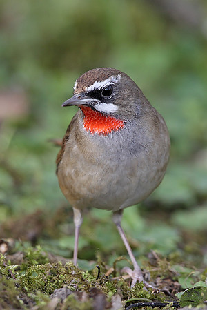 Siberian Rubythroat