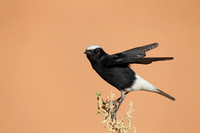 White-crowned Black Wheatear