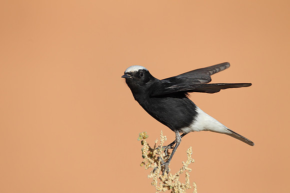 White-crowned Black Wheatear
