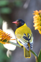 Old World Orioles