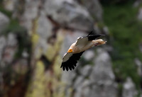 Egyptian Vulture