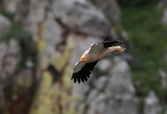 Egyptian Vulture