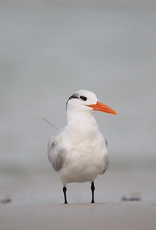 Royal Tern