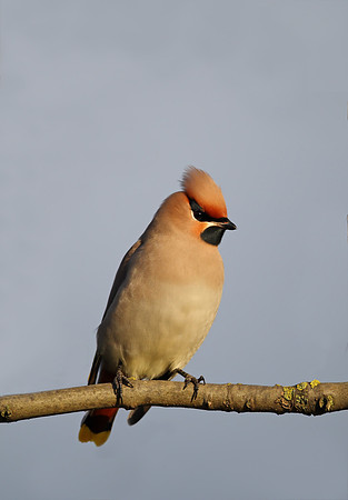 Waxwing