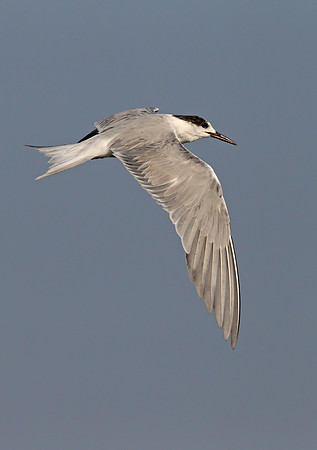 White-cheeked Tern