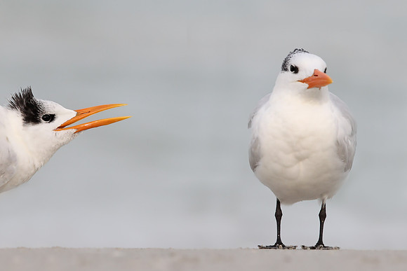 Royal Tern