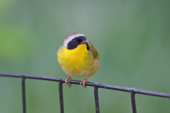 Common Yellowthroat