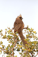 Mousebirds