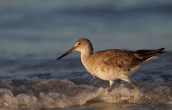 Willet