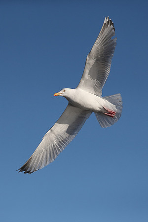 Herring Gull