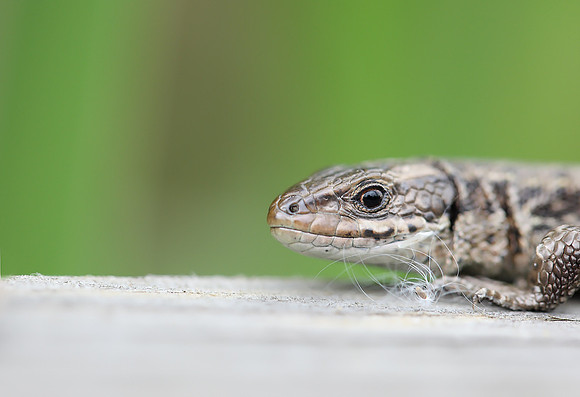 Common Lizard