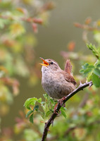 Wren