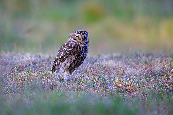 Little Owl