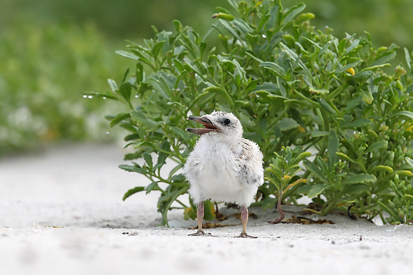 Black Skimmer