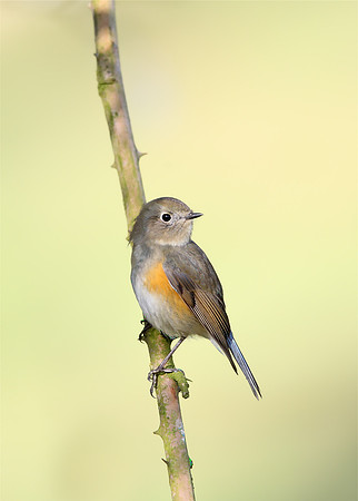 Red-flanked Bluetail