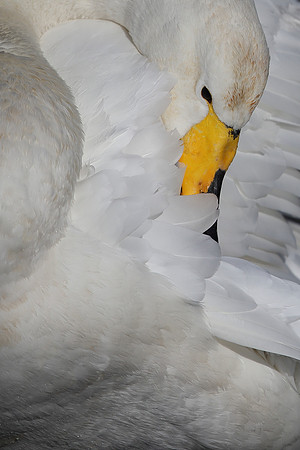 Whooper Swan