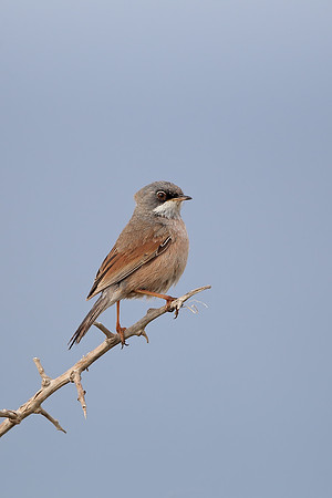 Spectacled Warbler