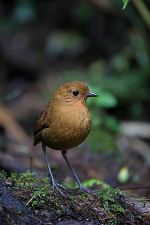 Equatorial Antpitta