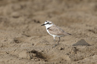 Lesser Sandplover