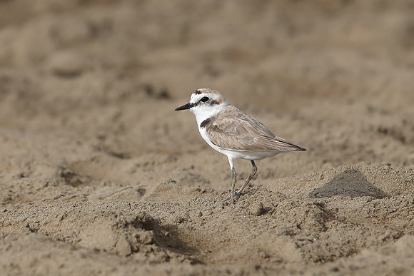 Lesser Sandplover