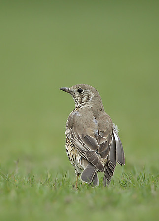 Mistle Thrush