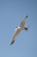 Terns and Skimmers