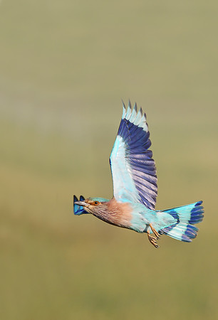 Indian Roller