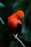 Andean Cock-of-the-Rock