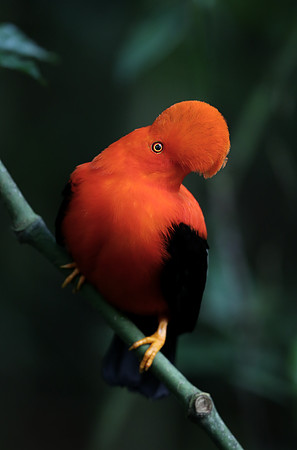 Andean Cock-of-the-Rock
